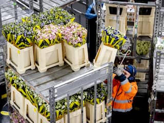 Risico op huidirritatie en kanker door geïmporteerde bloemen