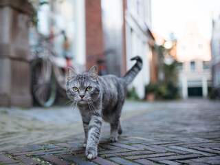 Huiskatten chippen en registreren wordt binnenkort verplicht