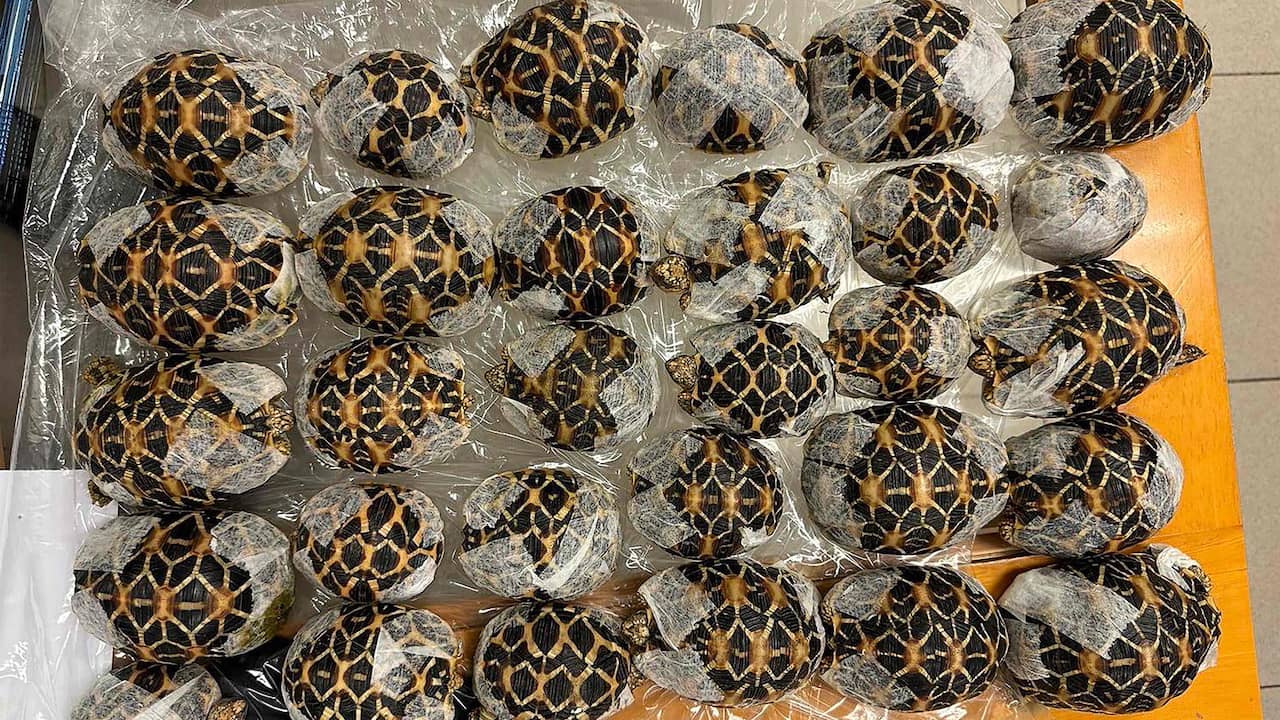 Vrouw met dertig schildpadden onder haar kleding opgepakt op Thais vliegveld