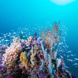 Goed nieuws deze week: Doorbraak kankeronderzoek, koralen passen zich aan