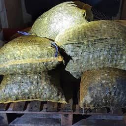 Stropers die voor 22.000 euro aan tapijtschelpen vingen op heterdaad betrapt