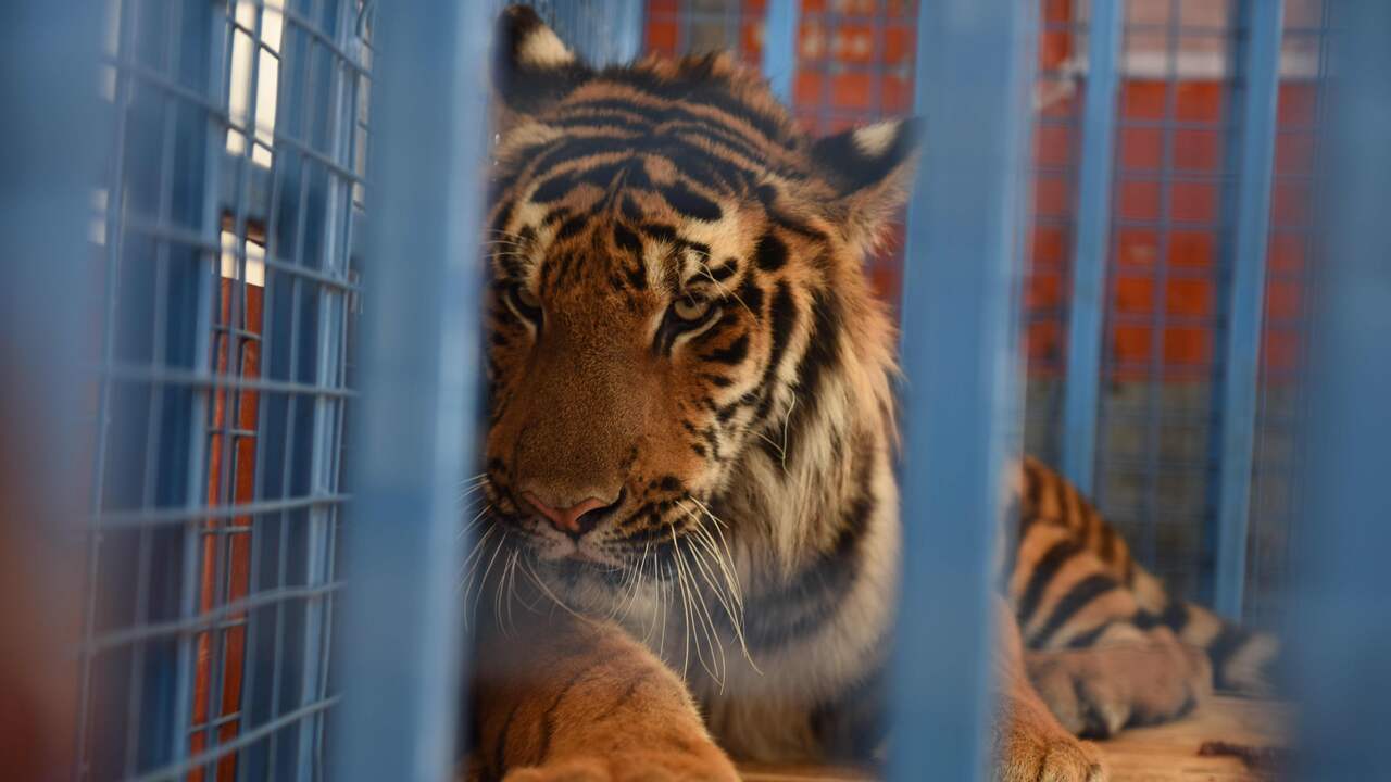 Tijgers uit verwoeste dierentuin Aleppo naar opvang in Friesland