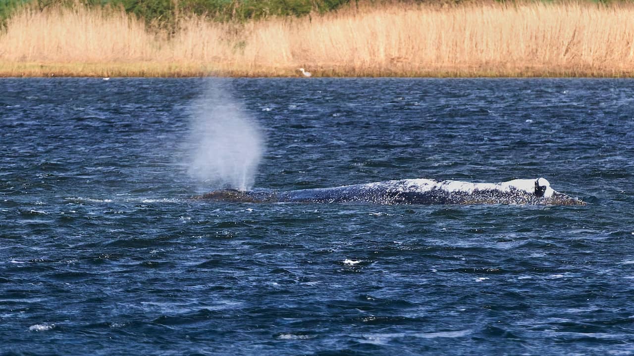Schip onderweg voor nieuwe reddingspoging van bultrug Timmy: 'Mishandeling'