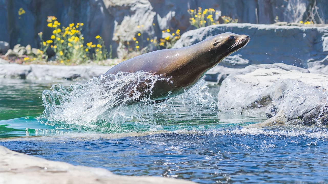 'Presentaties met dieren in dierentuinen zijn niet meer van deze tijd'