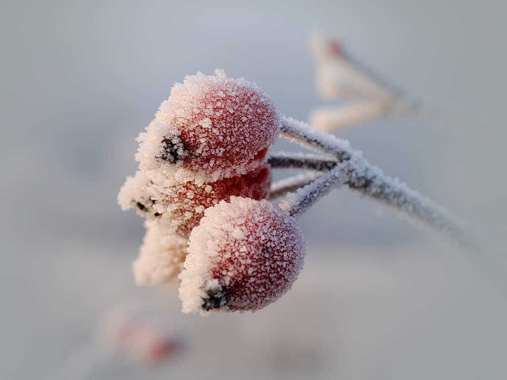 Weerbericht: Dag begint koud en mistig, maar er is kans op zon