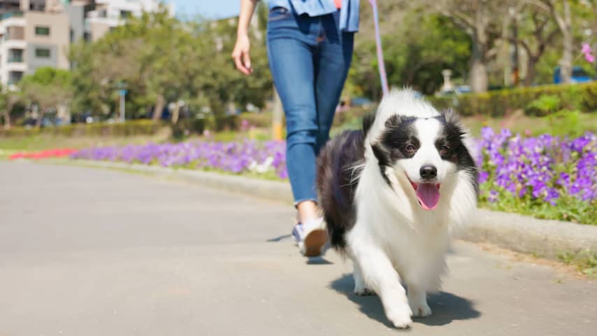 Schiedams park onderzocht op giftige paddenstoelen na overlijden vijf honden