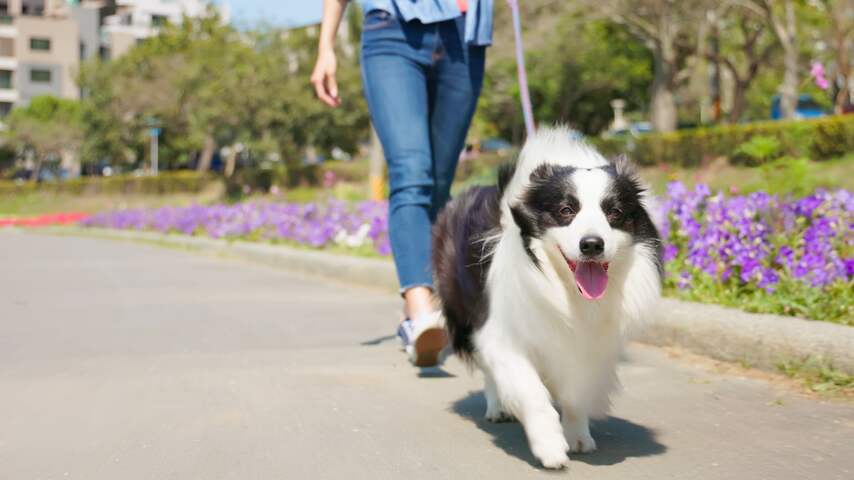 Foto bij Schiedams park onderzocht op giftige paddenstoelen na overlijden vijf honden