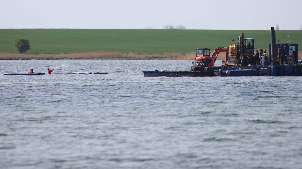 Bultrug Timmy in schip geladen dat hem vanavond naar open zee zal brengen