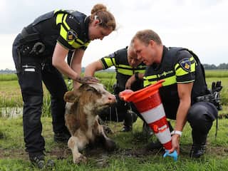 Dit gebeurt er met dieren die in bewaring zijn genomen