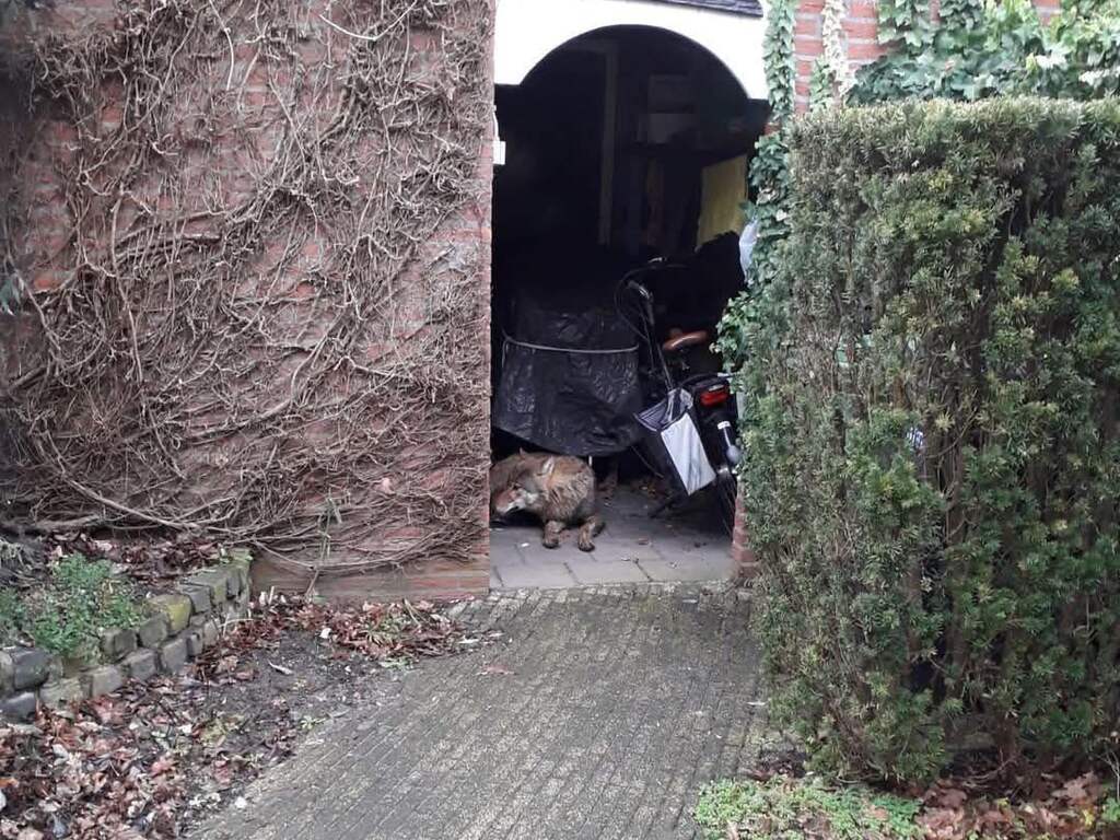 Wolf ligt urenlang in schuur van rijtjeshuis in Gelders dorp Hengelo