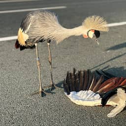 A2 weer helemaal open nu rouwende en ongrijpbare kraanvogel is weggevlogen