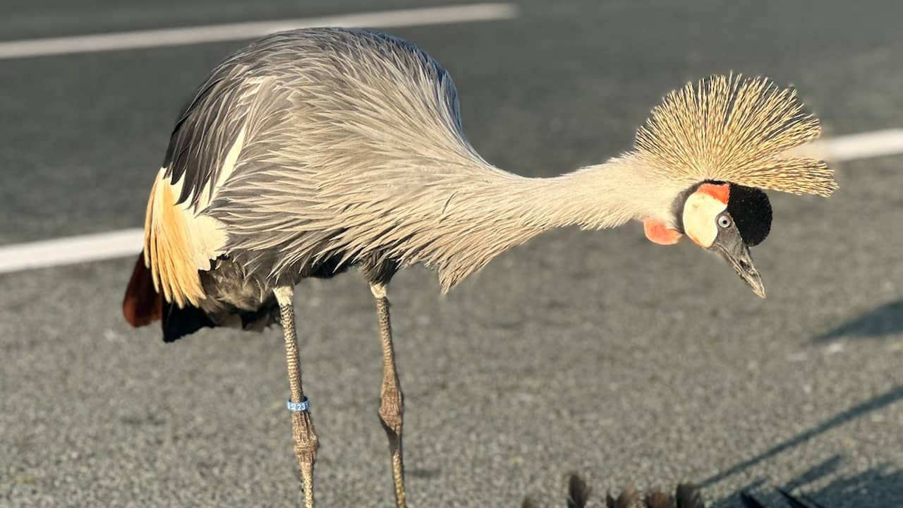A2 weer open nadat rouwende en ongrijpbare kraanvogel kort wegvliegt