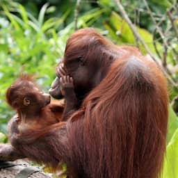 Eerste kus was 20 miljoen jaar geleden tussen voorouders van mensapen