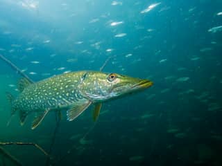 Spoel medicijnen niet door wc: vissen bewegen minder door kalmeringsmiddelen