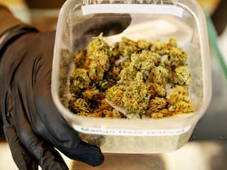 Na jaren uitstel komt de wietproef er dan toch: waarom duurde het zo lang?