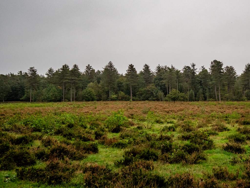 Weerbericht | Bewolkt met in de ochtend bijna overal regen