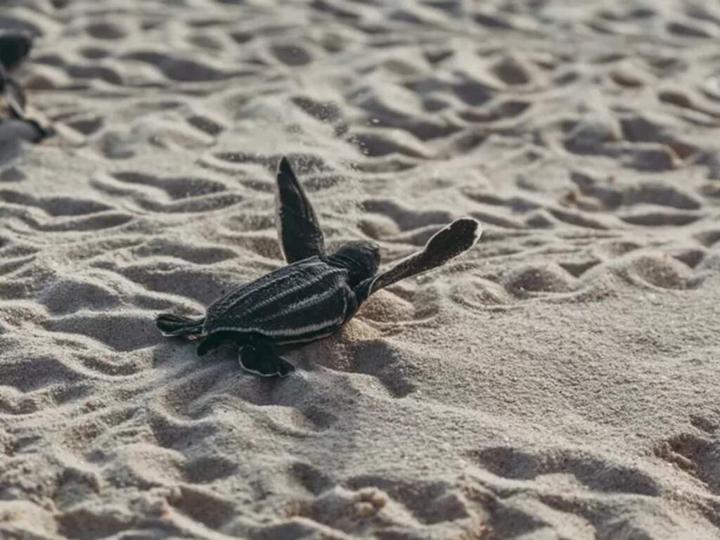 Aantal schildpadden dat nestelt op het strand van Aruba daalt flink