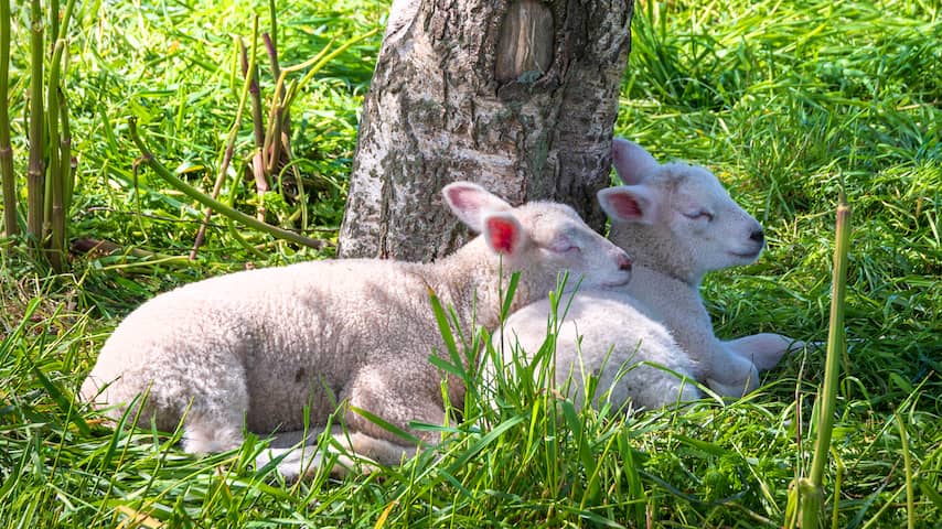 Weerbericht | Zonnig en warm weer op eerste dag van astronomische lente