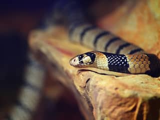 Giftige cobra ontsnapt in Lelystad: 'Houd ramen en deuren dicht'