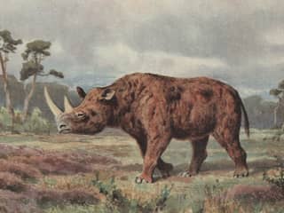 In maag van millenniaoude wolf blijkt stukje van wolharige neushoorn te zitten