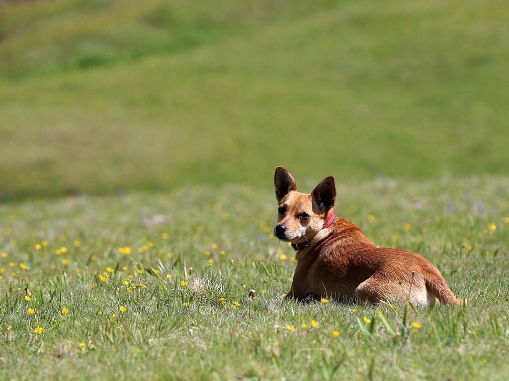 Weerbericht: Hele dag droog, wolken en zon wisselen elkaar af