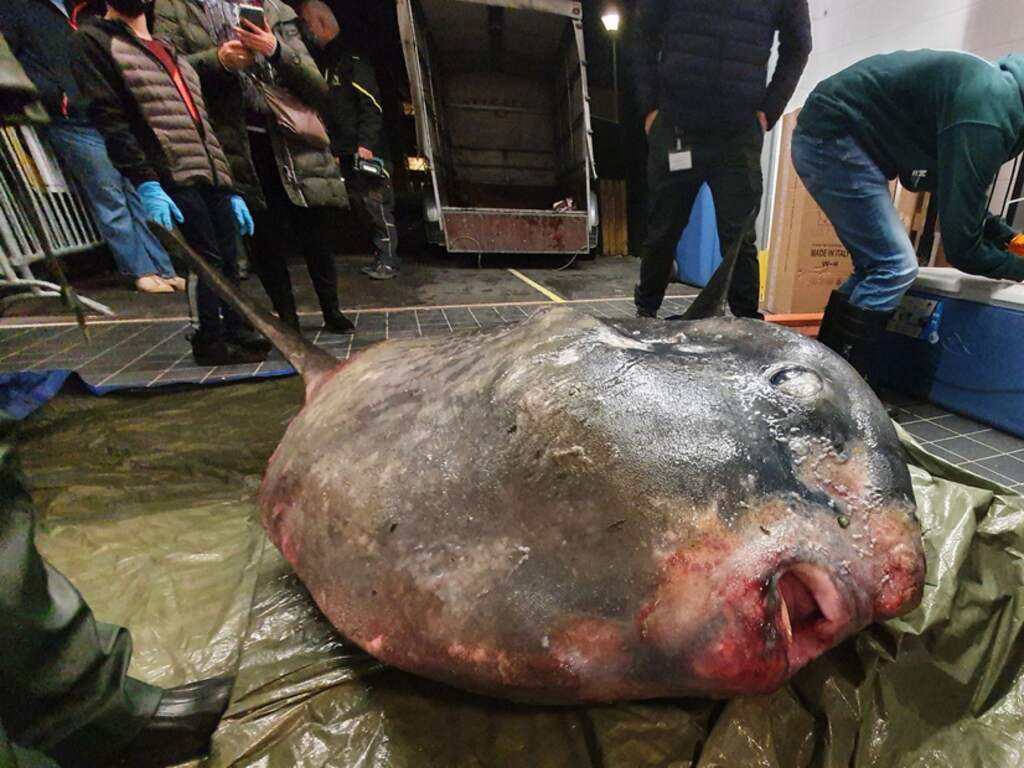 Naturalis zet aangespoelde maanvis van 400 kilo op