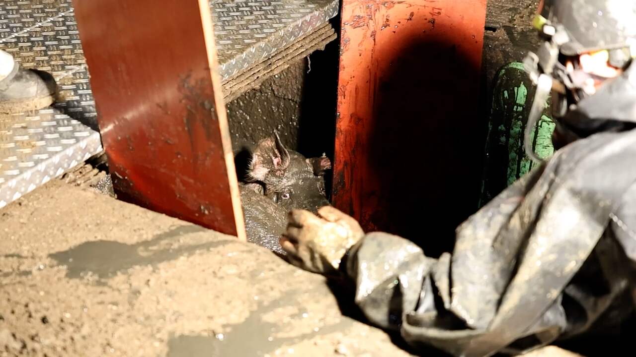 Video | Brandweer redt 18 varkens uit mestput in Espel