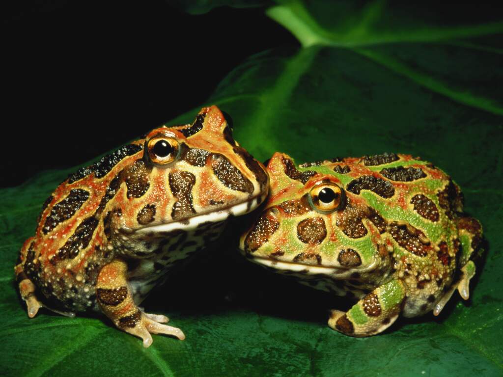 Wilde dieren leven in steeds kleinere groepen: 'Mogelijk onomkeerbare gevolgen'