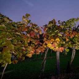 Earliest grape harvest ever in Spain due to extreme heat, climate having an impact
