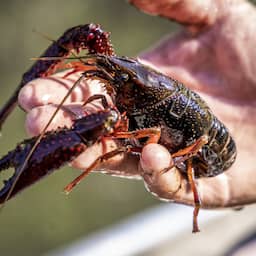 In Leiden verliest de rivierkreeft (wél) terrein: zeventien keer minder dan eerst