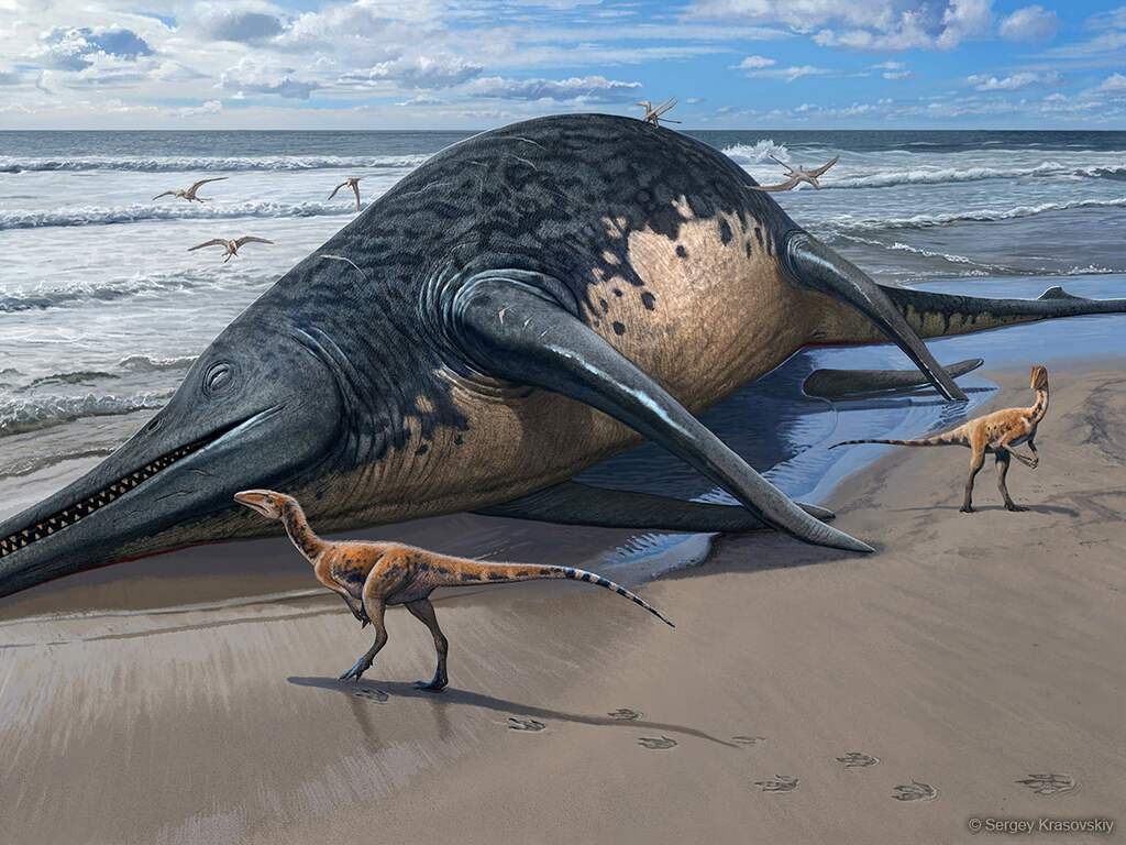 Fossiele resten die meisje heeft gevonden zijn van grootste zeereptiel ooit