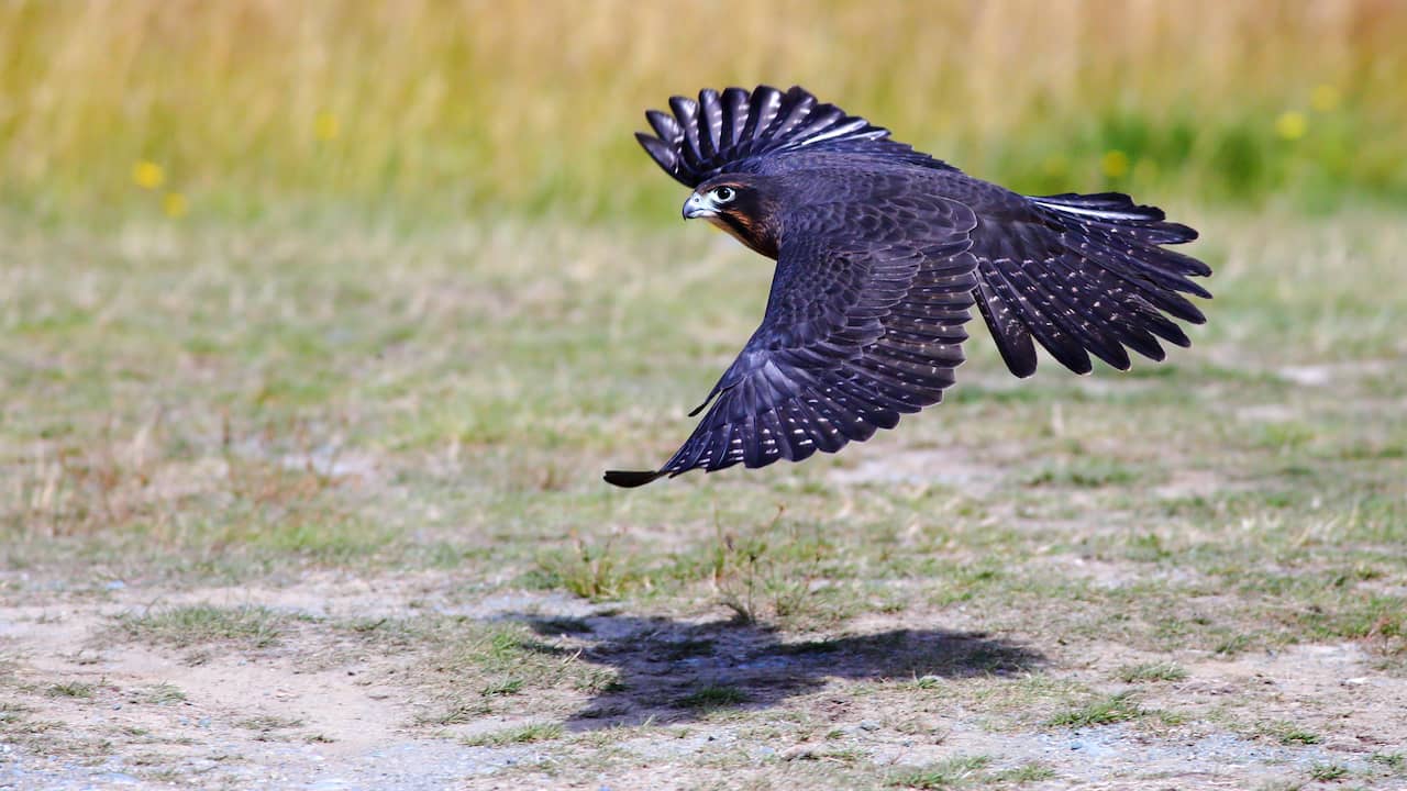Nieuw-Zeeland vraagt 'Vogel van het Jaar' te mijden na aanvallen op wandelaars