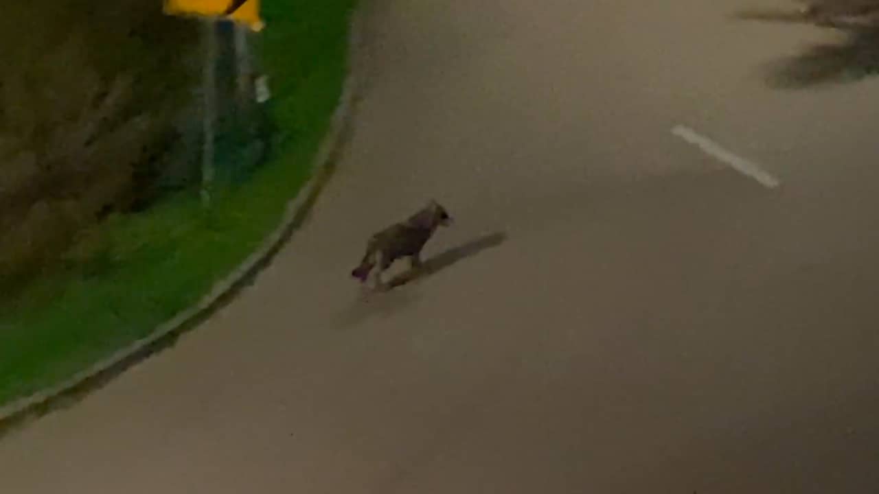 Video | Wolf loopt door woonwijk in Lage Zwaluwe