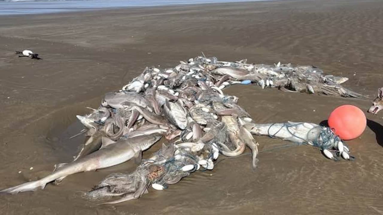 Honderden dode haaien aangespoeld op strand in Verenigd Koninkrijk