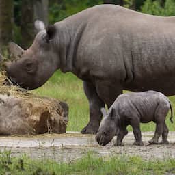 Video | Beekse Bergen deelt beelden van eerste stapjes buite