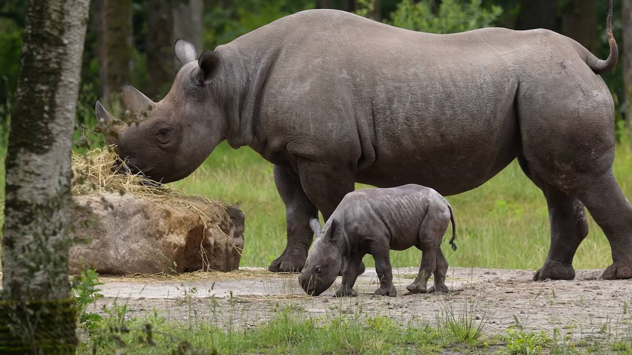 Video | Babyneushoorn Banji zet eerste stapjes in buitenverblijf Beekse Bergen