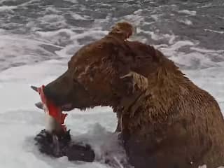 Beer peuzelt vers gevangen zalm op tijdens zalmtrek in Alaska