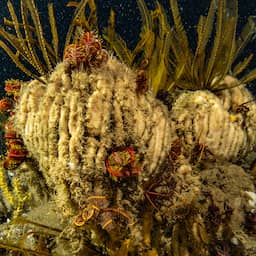 Wetenschappers vrezen ernstige gevolgen van diepzeemijnbouw op bodemleven