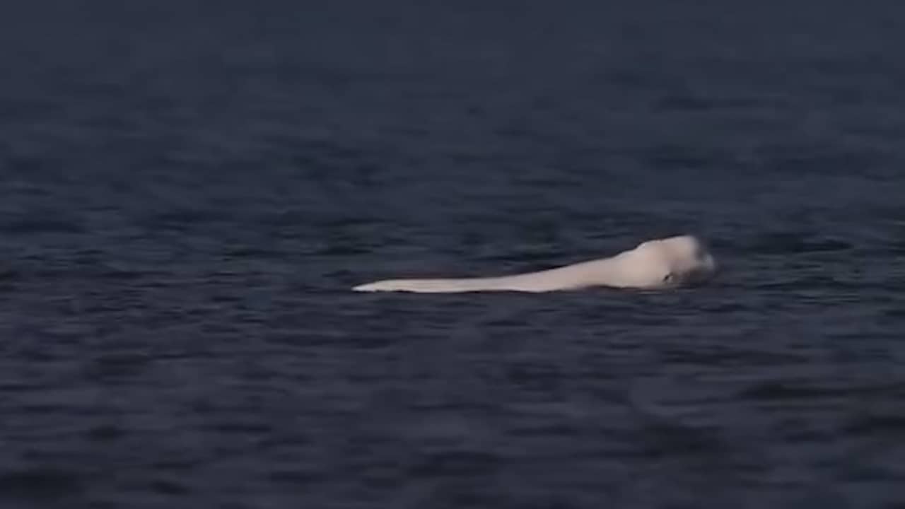 Video | Beloega bij Nederlandse kust laat kop goed zien op nieuwe beelden