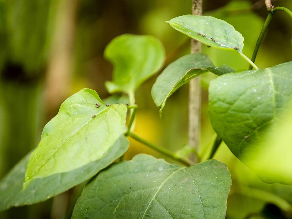 Steeds meer meldingen over probleemplant Japanse duizendknoop
