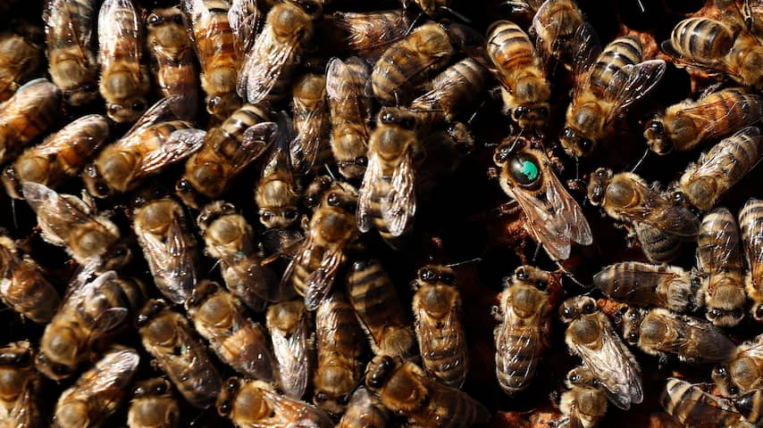 Feit of fabel: Gaat een bij dood als zij je steekt? | Wetenschap | NU.nl