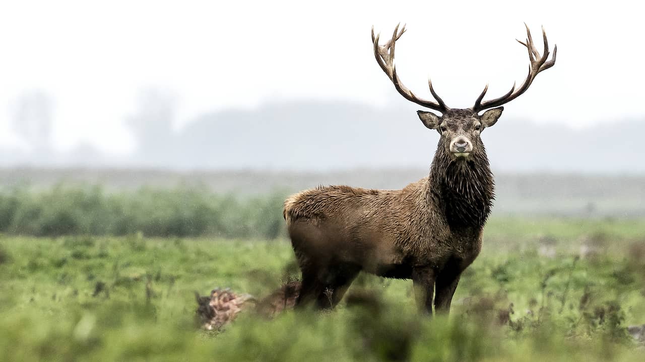 Afschieten van 1.400 herten in Oostvaardersplassen nog maar amper gelukt
