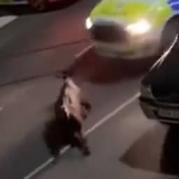 Video | Zware kritiek op politie in Londen na bewust aanrijden ontsnapte koe