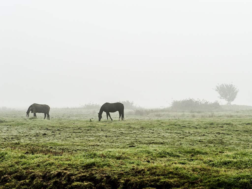 Weerbericht | Code geel in de ochtend, maar na mist komt zonneschijn