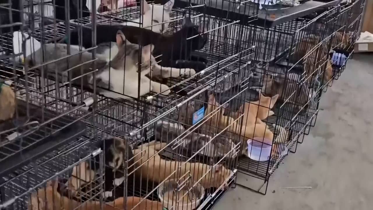 Video | Vietnamese politie redt honderden katten van de slacht