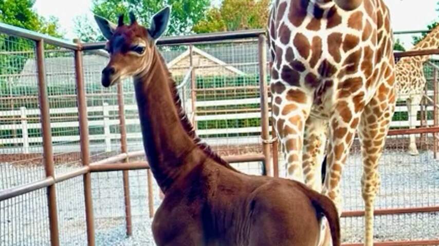 Dierentuin filmt zeldzame pasgeboren giraf zonder vlekken