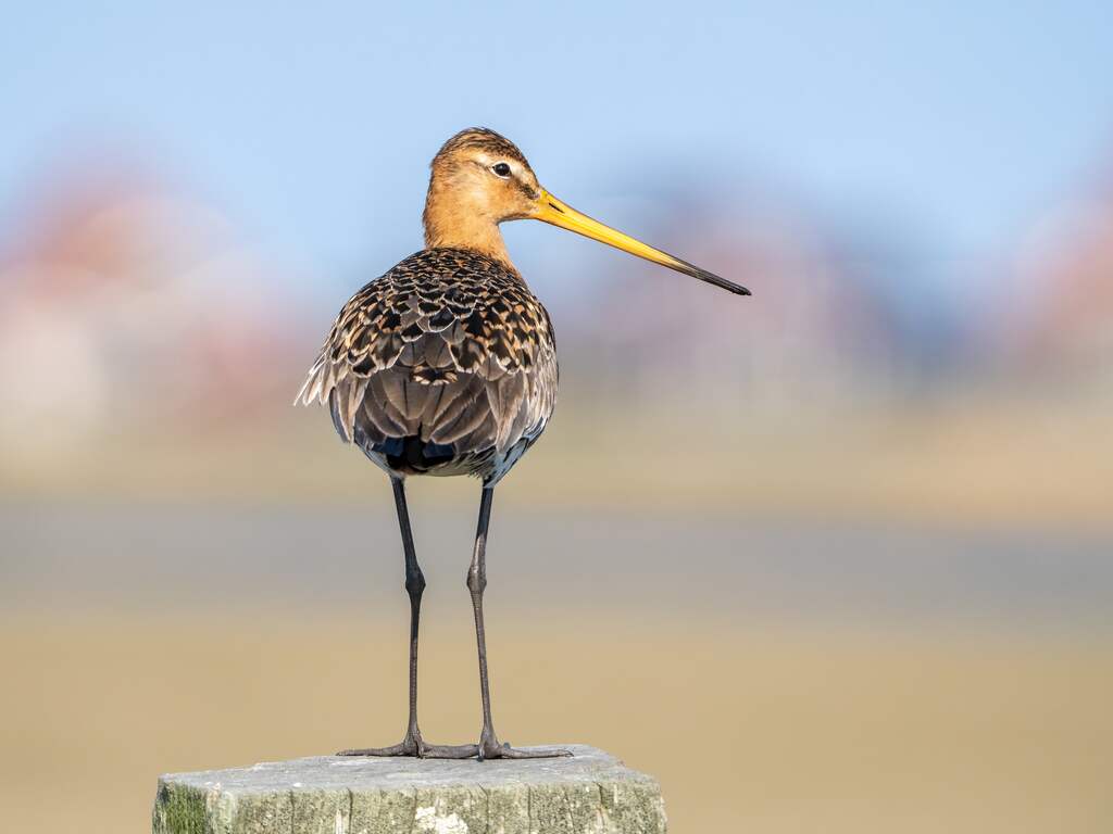 Aanhoudende droogte rampzalig voor tienduizenden vogels in Nederland