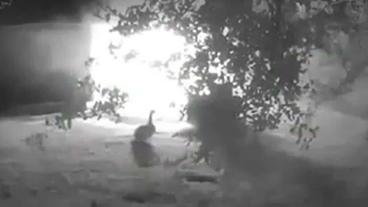 Gans waarschuwt slapende boer voor brand in VS | NU.nl