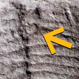 Record oudste kontgat verpulverd door vondst 290 miljoen jaar oud reptiel