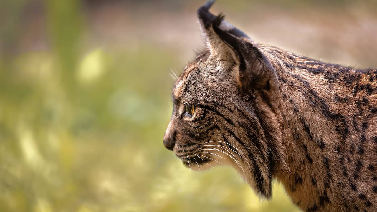 Portugal beschermt bijzondere diersoorten niet genoeg en krijgt miljoenenboete